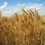 grain-transport-overhaul